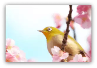 setsubun, Japanese, Japanese spring, ume, plum blossom, mejiro